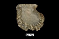 藏品(黑蝶珍珠蛤)的圖片